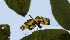 Rhyothemis variegata