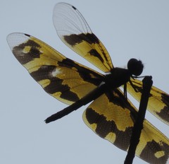 Rhyothemis variegata