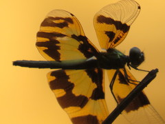 Rhyothemis variegata