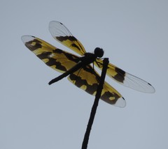 Rhyothemis variegata