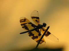 Rhyothemis variegata