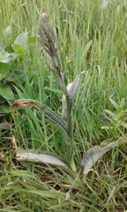 Dactylorhiza fuchsii