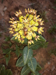 Asclepias macropus