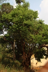 Averrhoa bilimbi