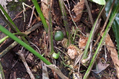 Aspidistra attenuata