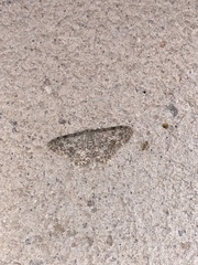 Scopula plantagenaria