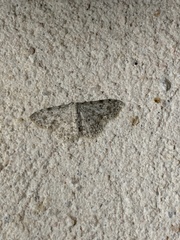 Scopula plantagenaria