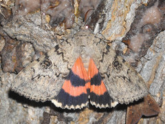 Catocala luciana