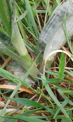 Dactylorhiza fuchsii