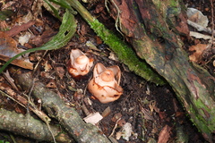 Mitrastemon yamamotoi