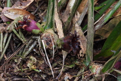 Aspidistra attenuata