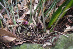 Aspidistra attenuata
