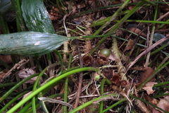 Aspidistra attenuata