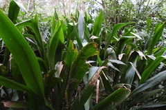 Aspidistra attenuata