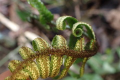 Dryopteris scottii
