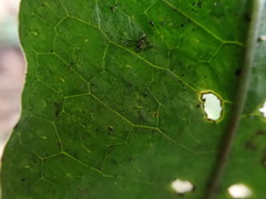 Leptochilus hemionitideus