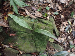 Leptochilus hemionitideus