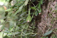 Gastrochilus formosanus