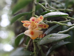 Gastrochilus formosanus