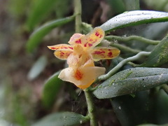 Gastrochilus formosanus