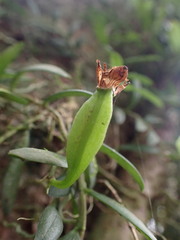 Gastrochilus formosanus