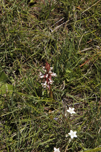 Image of Satyrium cristatum by (c) Tony Rebelo, some rights reserved (CC BY-SA)