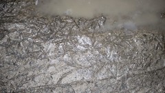 Aramides cajaneus