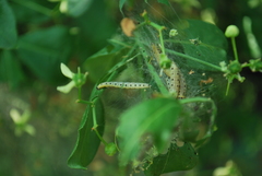 Yponomeuta cagnagella