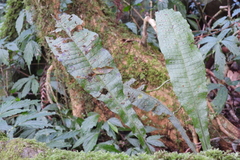 Leptochilus hemionitideus