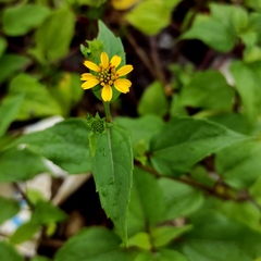 Wollastonia biflora