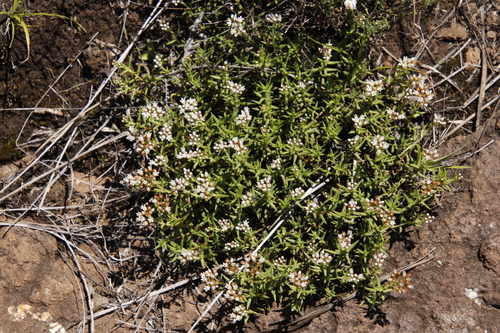 Crassula dependens