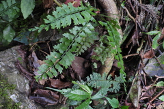 Asplenium gueinzianum