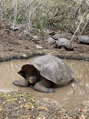Chelonoidis niger chathamensis