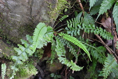 Asplenium gueinzianum