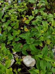 Wollastonia biflora
