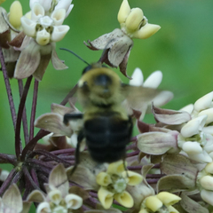 Bombus griseocollis
