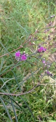 Lessingianthus rubricaulis