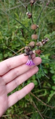 Lessingianthus rubricaulis