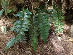 Polystichum prionolepis