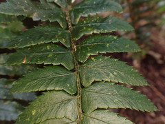 Polystichum prionolepis