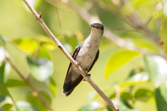 Thalurania watertonii