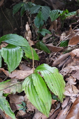 Liparis sootenzanensis