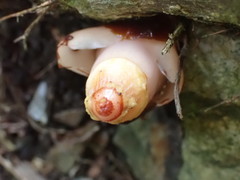 Mitrastemon yamamotoi