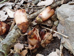 Mitrastemon yamamotoi