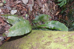 Leptochilus decurrens
