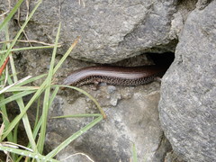 Caribicus darlingtoni