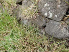 Caribicus darlingtoni