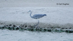 Ardea cinerea