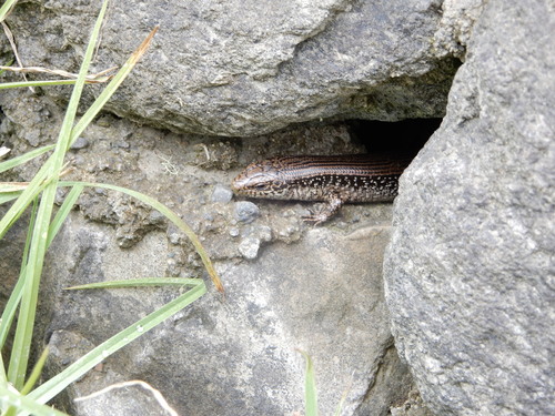 Darlington's Galliwasp