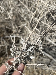Atriplex torreyi